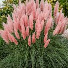 Live plant - 3 Pink Pampas Grass Plants - Cortaderia selloana rosea - 2.5" Pot