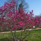 Live plant - Ann Magnolia Tree - Live Plant Healthy Established Rooted 3 Plants in 3.5" Pots
