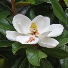Live plant - Brackens Brown Beauty Southern Magnolia Tree - Live Plant - Quart Pot