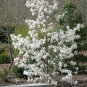 Live Plant - Centennial Star Magnolia Tree - 3 Plant in a 3.5" Pot