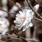 Live Plant - Centennial Star Magnolia Tree - 3 Plant in a 3.5" Pot