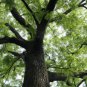 Live Plant - Black Walnut tree native quart pot (permsimon)