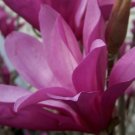Live Plant - Ann Magnolia gallon pot shrub/tree