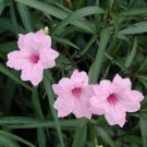 Live Plant - 5 PINK MEXICAN PETUNIA~RUELLIA BRITTONIANA PERENNIAL WELL ROOTED PLUG SIZE PLANT