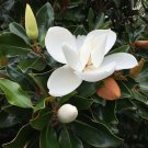 Live Plant - Magnolia Grandiflora - Southern Magnolia Tree 2 Plants