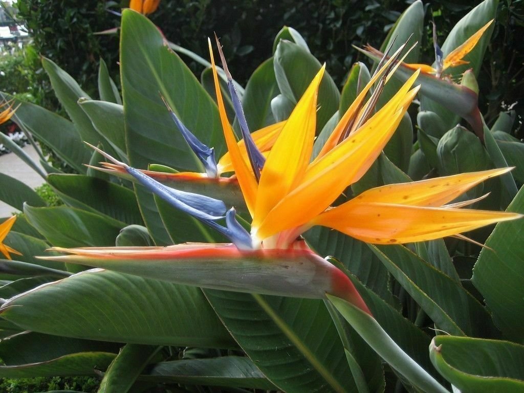 Orange Bird of Paradise Live Plant - Strelitzia Reginae