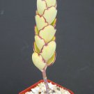 SUCCULENT PLANTS - Kalanchoe fedtschenkoi f compacta, exotic rare succulent plant cactus 2" pot SUCCULENT PLANTS - Kalanchoe fedtschenkoi f compacta, exotic rare succulent plant cactus 2" pot