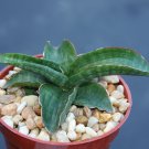 SUCCULENT PLANTS - Sansevieria paten, exotic rare succulent outdoor indoor collector snake plant 4" SUCCULENT PLANTS - Sansevieria paten, exotic rare succulent outdoor indoor collector snake plant 4"