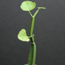 SUCCULENT PLANTS - Cissus quadrangularis exotic rare succulent plant vine climber square stem 2"pot SUCCULENT PLANTS - Cissus quadrangularis exotic rare succulent plant vine climber square stem 2"pot