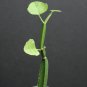SUCCULENT PLANTS - Cissus quadrangularis exotic rare succulent plant vine climber square stem 2"pot