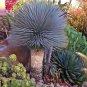 SUCCULENT PLANTS - YUCCA ROSTRATA exotic blue color joshua tree hardy desert caudex cacti 4" plant