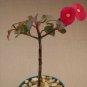 SUCCULENT PLANTS - Euphorbia Geroldii @@ spineless red flower rare succulent exotic plant cacti 4"