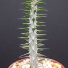 SUCCULENT PLANTS - Alluaudia procera @@ madagascar ocotillo spiny reptile lizard terrarium plant 4"