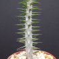 SUCCULENT PLANTS - Alluaudia procera @@ madagascar ocotillo spiny reptile lizard terrarium plant 4"