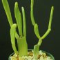 SUCCULENT PLANTS - Euphorbia Enterophora ssp. Crassa rare succulent plant exotic cactus garden 4"