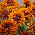 Rudbeckia Cherokee Sunset 50 Seeds - Perennial