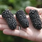 Columbia Giant Thornless Blackberry - Rubus hybrid - 4" Pot Columbia Giant Thornless Blackberry - Rubus hybrid - 4" Pot