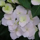 FAIRYTRAIL BRIDE™ Cascade Hydrangea™ - White Blooms - Proven Winners - 4" Pot FAIRYTRAIL BRIDE™ Cascade Hydrangea™ - White Blooms - Proven Winners - 4" Pot