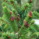 Rare Serbian Spruce Tree - Picea omorika - Quart Pot Rare Serbian Spruce Tree - Picea omorika - Quart Pot