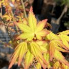 Japanese maples - Palatum Katsura - Acer Palatum Katsura 12 Years Old -Bonsai Lite