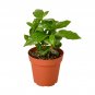 Arabica Coffee - 4" Pot