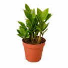 Zamioculcas Zamiifolia ZZ - 4" Pot