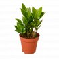 Zamioculcas Zamiifolia ZZ - 4" Pot