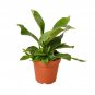 Staghorn Fern - 4" Pot