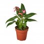 Anthurium 'Purple' - 4" Pot
