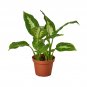 Dieffenbachia Camille 'Dumb Cane' - 4" Pot