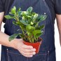 Peperomia 'Marble' - 4" Pot