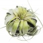 Tillandsia Air Plant Xerographica