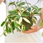 Hoya Carnosa Tricolor / 6" Hanging Pot / Live Plant