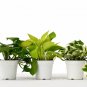 3 Different Pothos Plants in 4" Pots - Live House Plant - FREE Care Guide