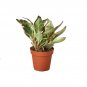 Peperomia 'Ginny' - 4" Pot