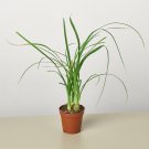 Palm Ponytail - 2" Pot