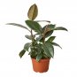 Ficus Elastic 'Tineke' - 6" Pot