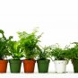 6 Fern Variety Pack - Live Plants - FREE Care Guide - 4" Pot - House Plant