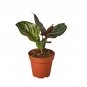 Calathea 'Ornata' - 4" Pot