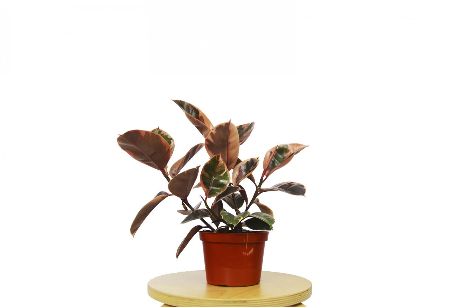 Ficus Ruby Pink 'Elastica' - In 6" Pot