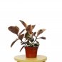 Ficus Ruby Pink 'Elastica' - In 6" Pot