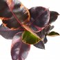 Ficus Ruby Pink 'Elastica' - In 6" Pot