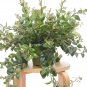 Lipstick Plant - In 6" Pot / Live Plant