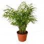 Parlor Palm - 6" Pot