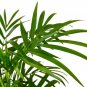 Parlor Palm - 6" Pot
