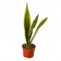 Snake Plant Laurentii - 4" Pot