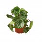 Peperomia Watermelon - 4" Pot