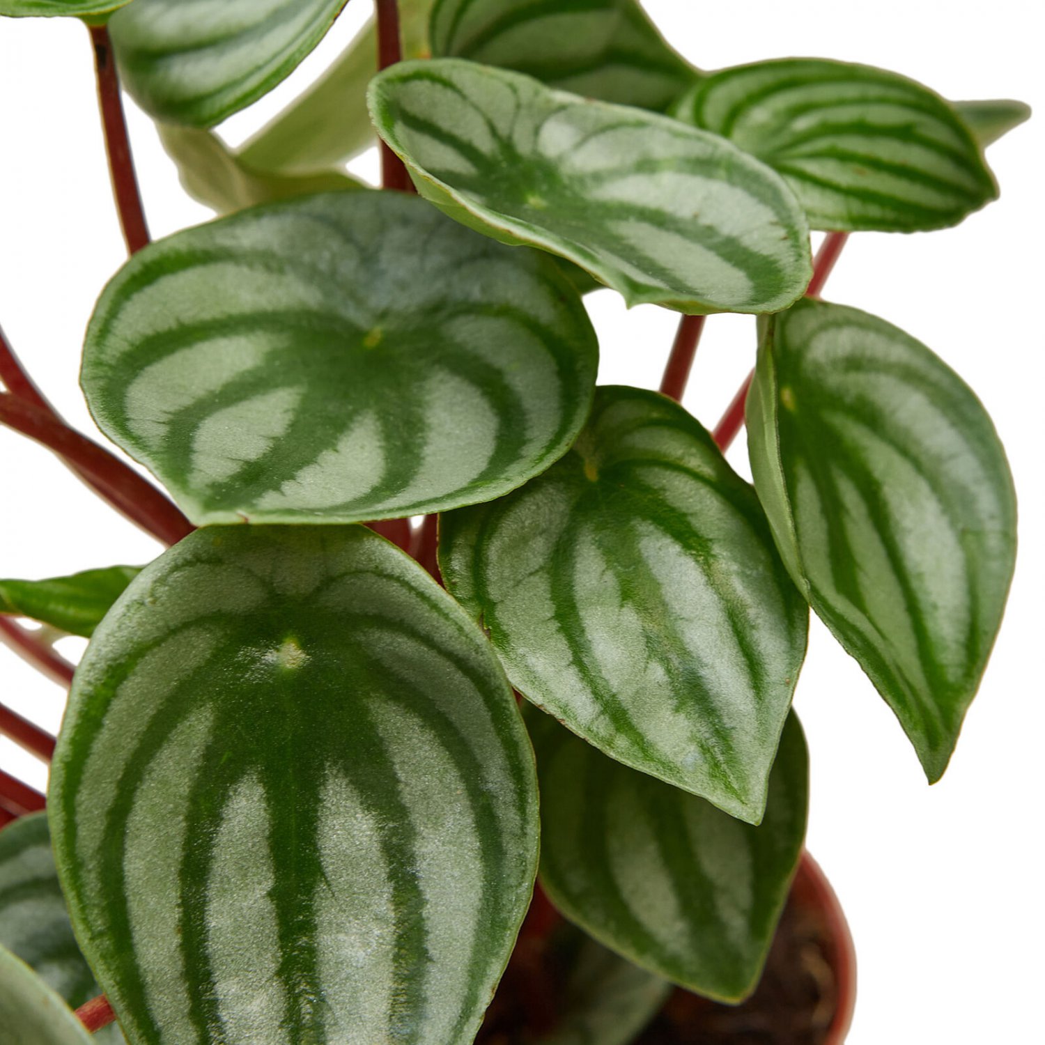 Peperomia Watermelon 4" Pot