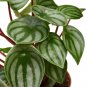 Peperomia Watermelon - 4" Pot