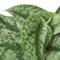 Pothos 'Silver Splash' - 4" Pot